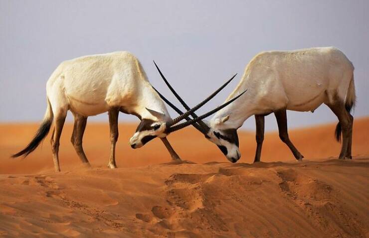 mesmerizing_wildlife_photos_that_reveal_natures_untamed_beauty_640_27.jpg