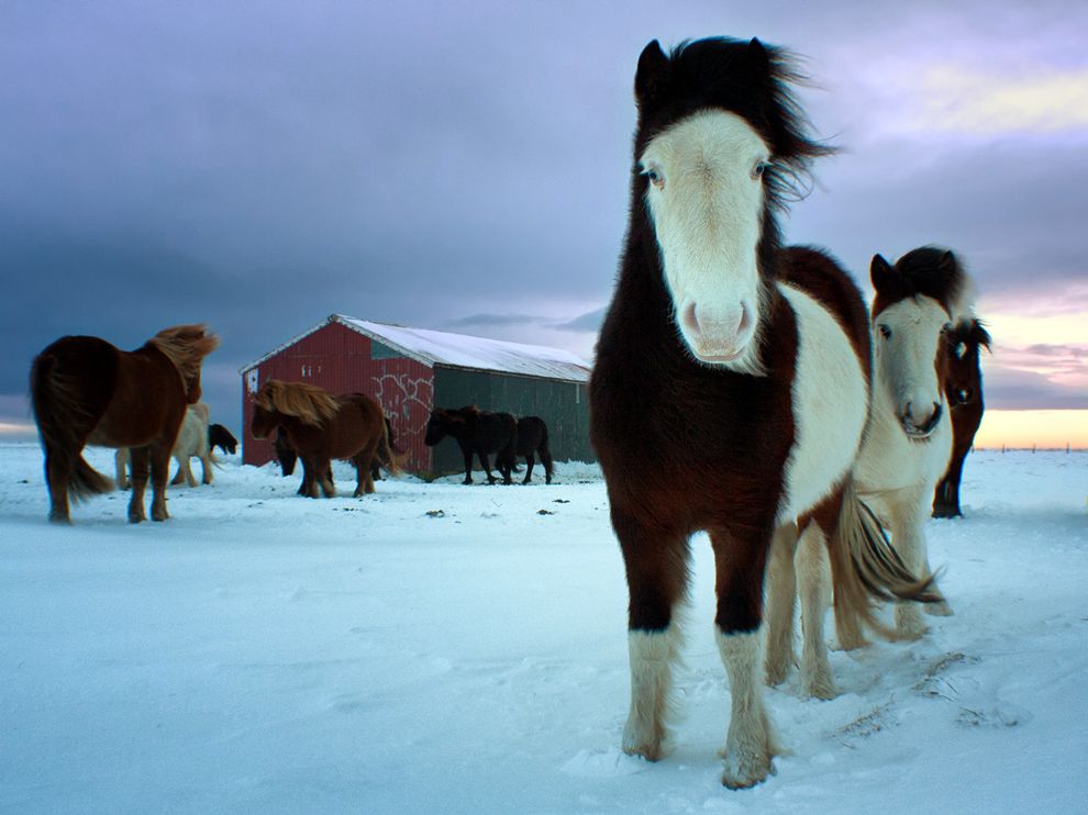 horses-southern-iceland_46570_990x742.jpg
