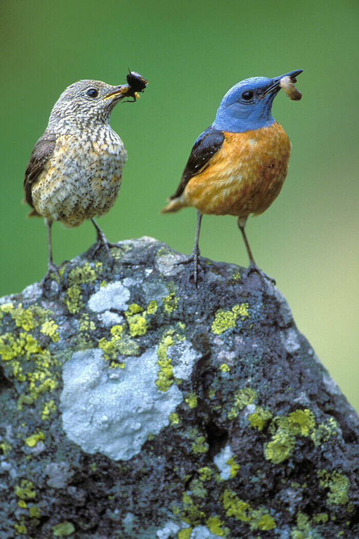 stunning_images_show_the_secret_world_of_wild_birds_640_high_08.jpg