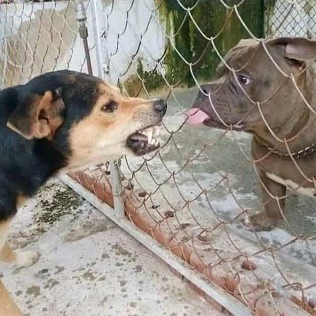 funny-animals-7.jpg