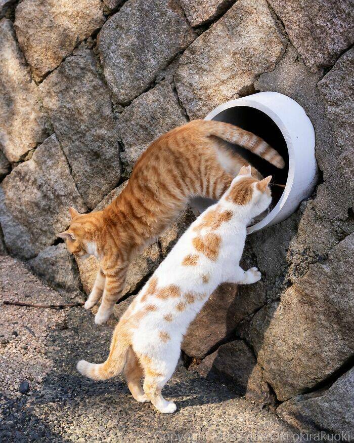 embracing_the_whimsical_world_of_cats_640_high_06.jpg
