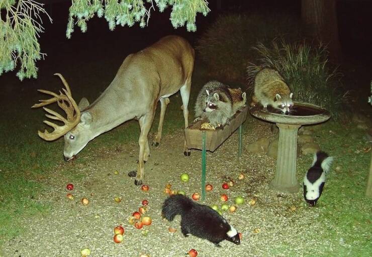 animals_being_adorably_funny_640_10.jpg