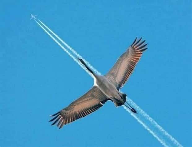 perfectly-timed-photos-21.jpg