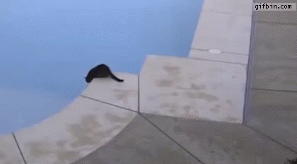 cat-pushes-other-cat-into-swimming-pool.gif