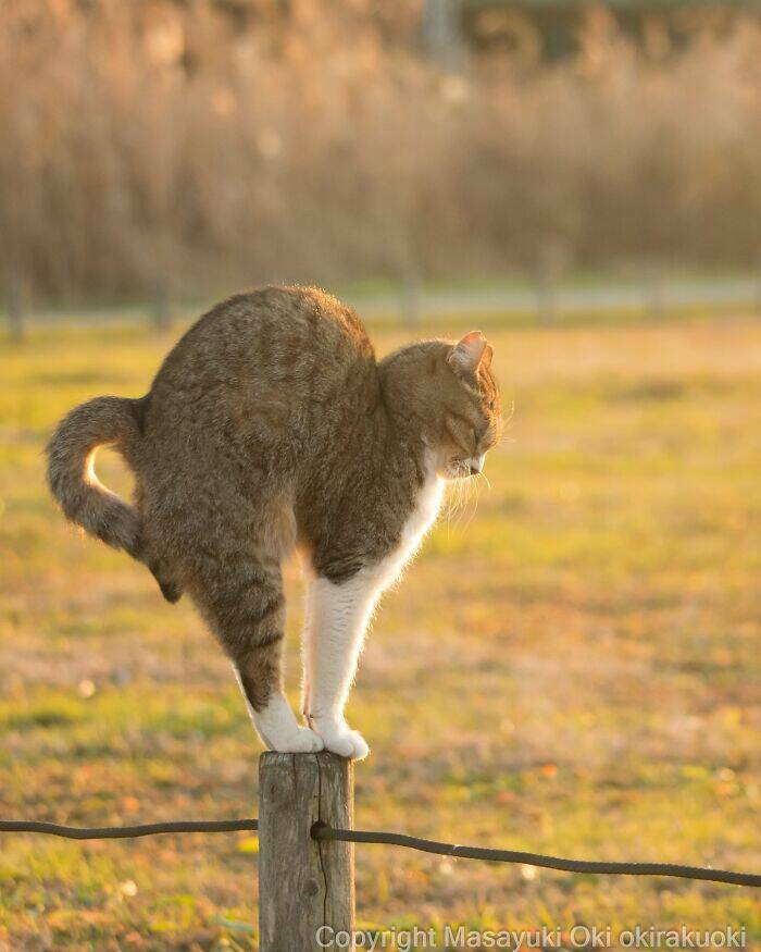 embracing_the_whimsical_world_of_cats_640_high_25.jpg
