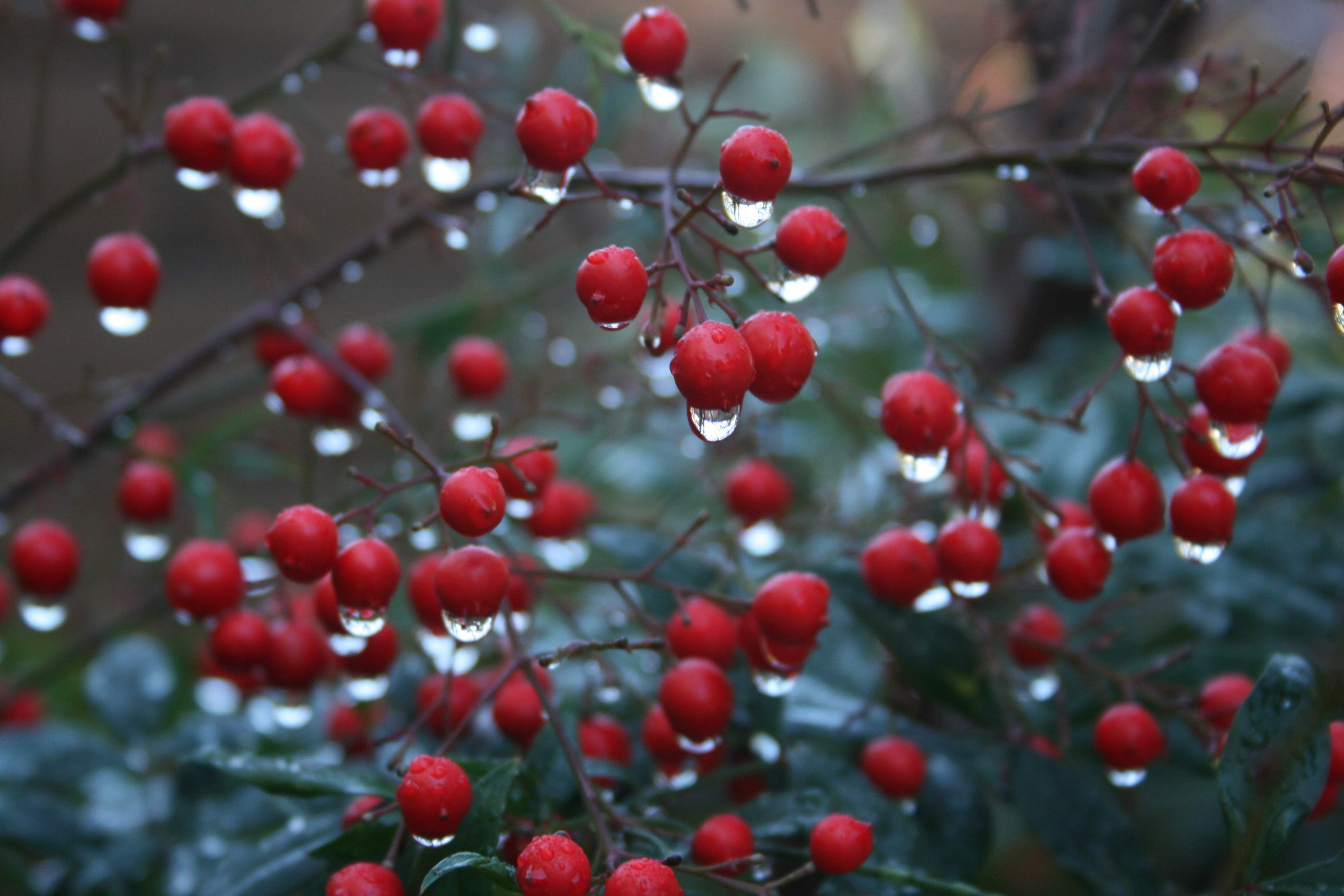 2010-01-23-rain-on-berries-small.jpg