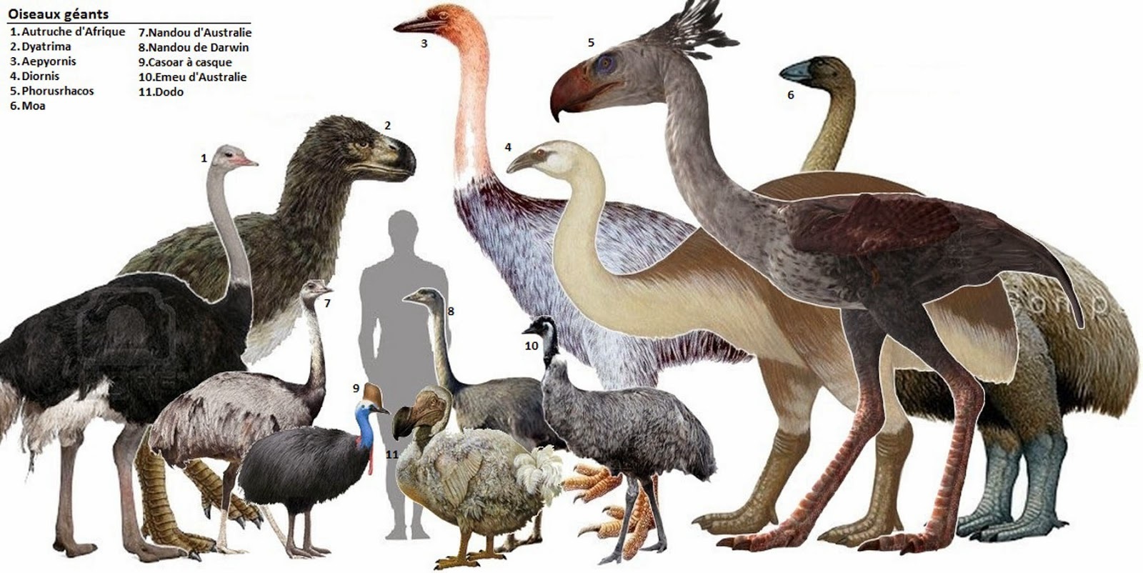 14.+Comparison-giant+birds+past-present.jpg