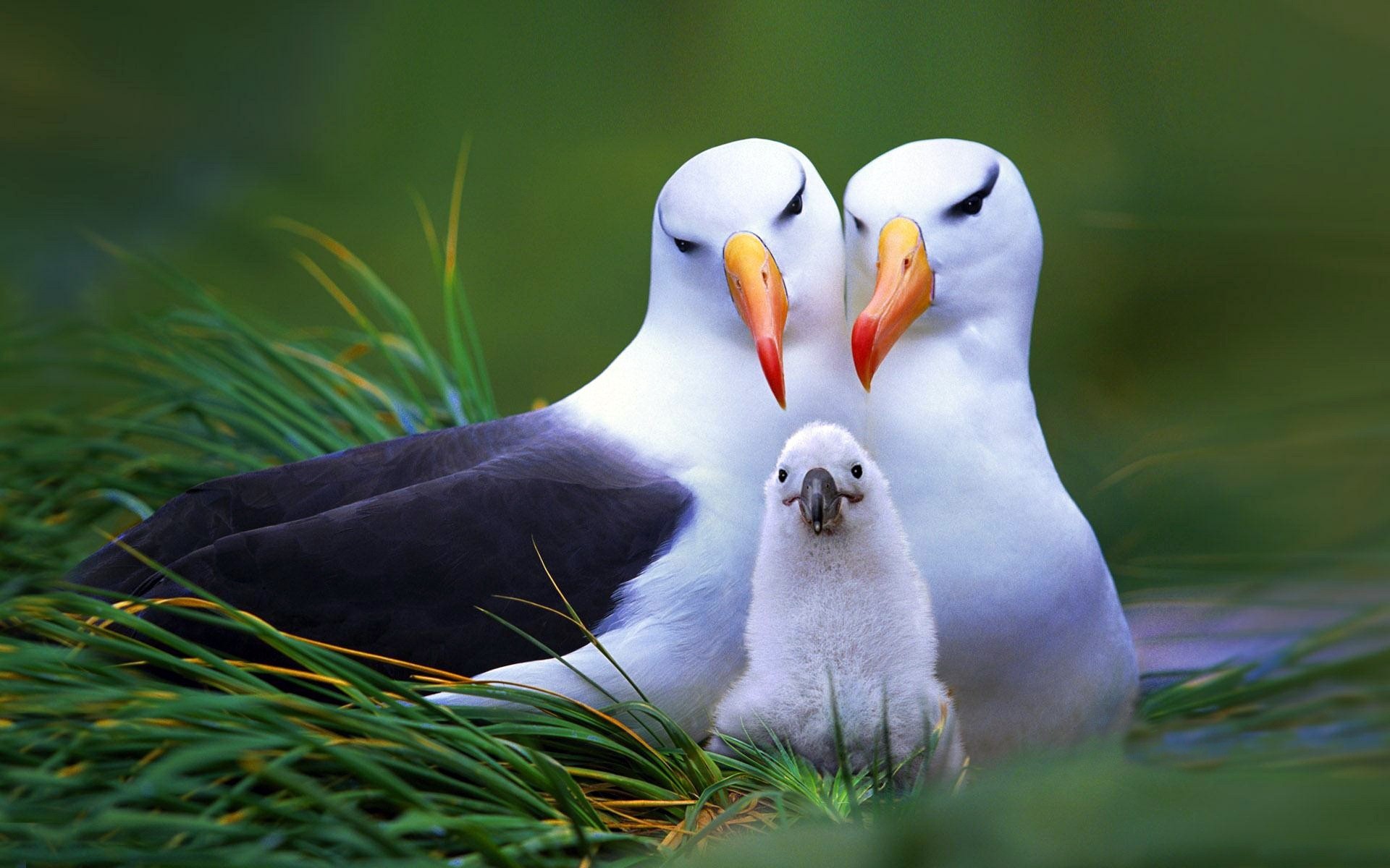 Animals___Birds_A_pair_of_seagulls_with_chicks_in_the_nest_108336_.jpg
