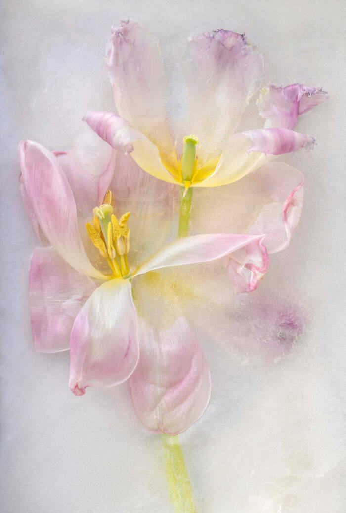 stunning_close_up_photography_that_shows_the_beauty_in_small_things_640_high_10.jpg