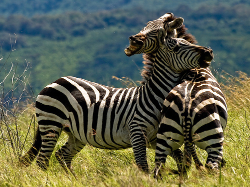 animal-photography-dwelling-zebra.jpg