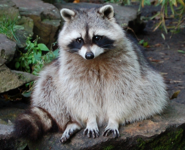 animal-picture-raccoon-wen-flickr-animalpicture.jpg
