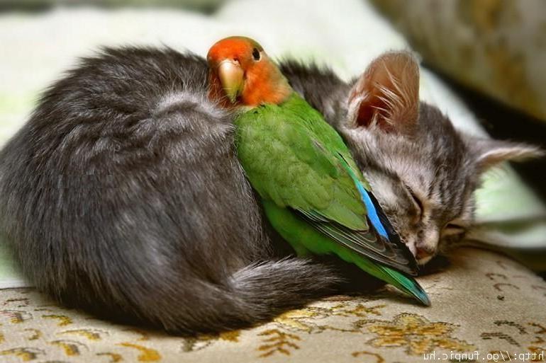 cat-and-parrot.jpg