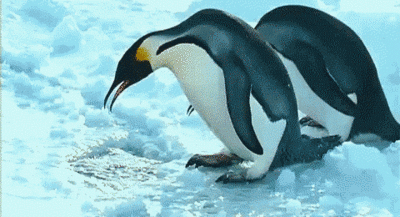 pinguinosalagua.gif