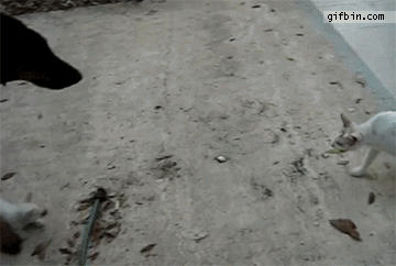 Cat protects kitten from Dobermann puppy.gif