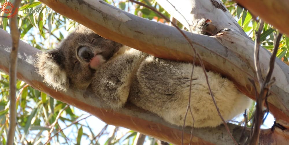 LAKORRA-young-female-koala-reclining-echidna-walkabout-230318bhp07wmlow-min.jpg