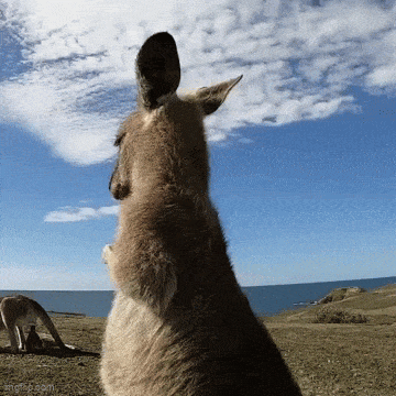daily_gifdump_4975_60.gif