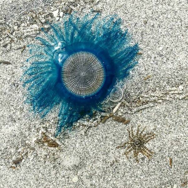 unexpected_shoreline_discoveries_that_will_surprise_you_640_27.jpg