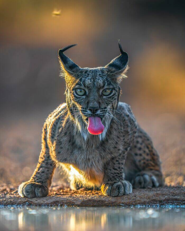 from_majestic_to_bizarre_animals_like_youve_never_seen_640_high_04.jpg
