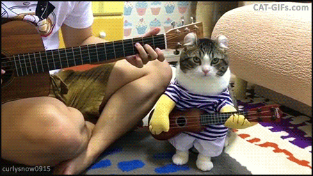 CAT GIF • Funny cute Cat wearing I play guitar costume like his human Amazing little band.gif