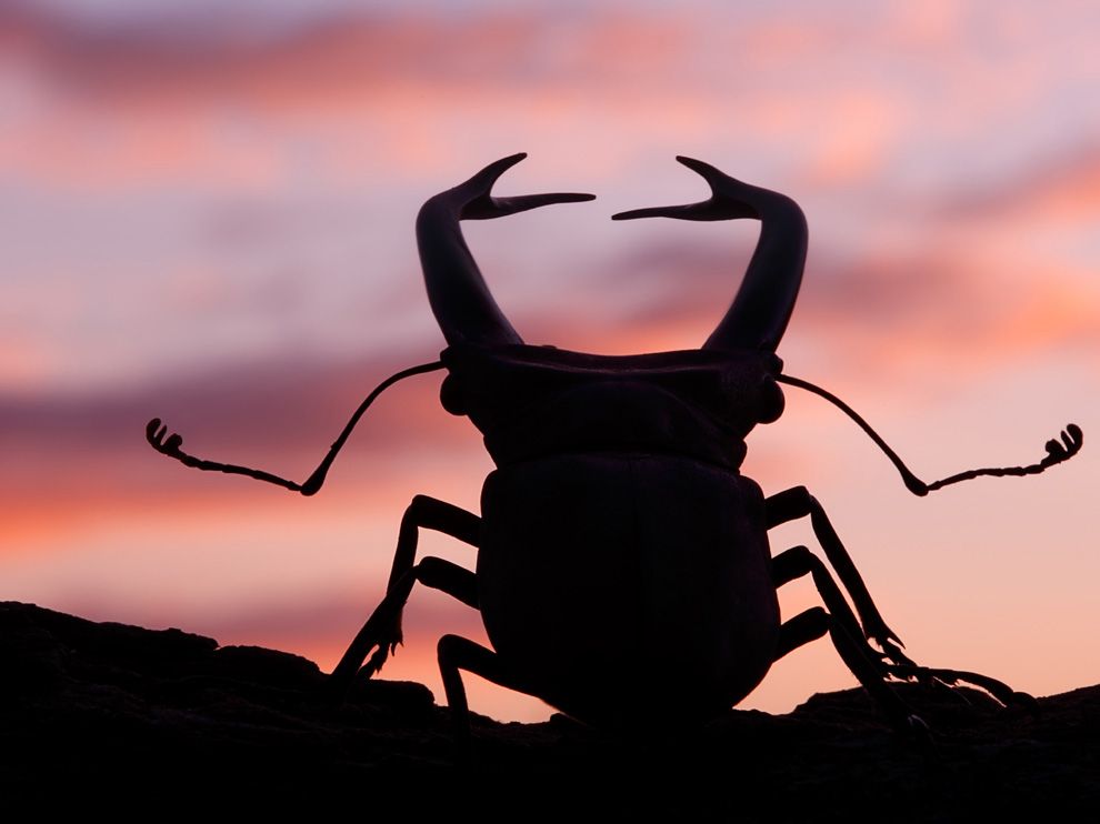  A silhouette of a stag beetle at sunset.jpeg