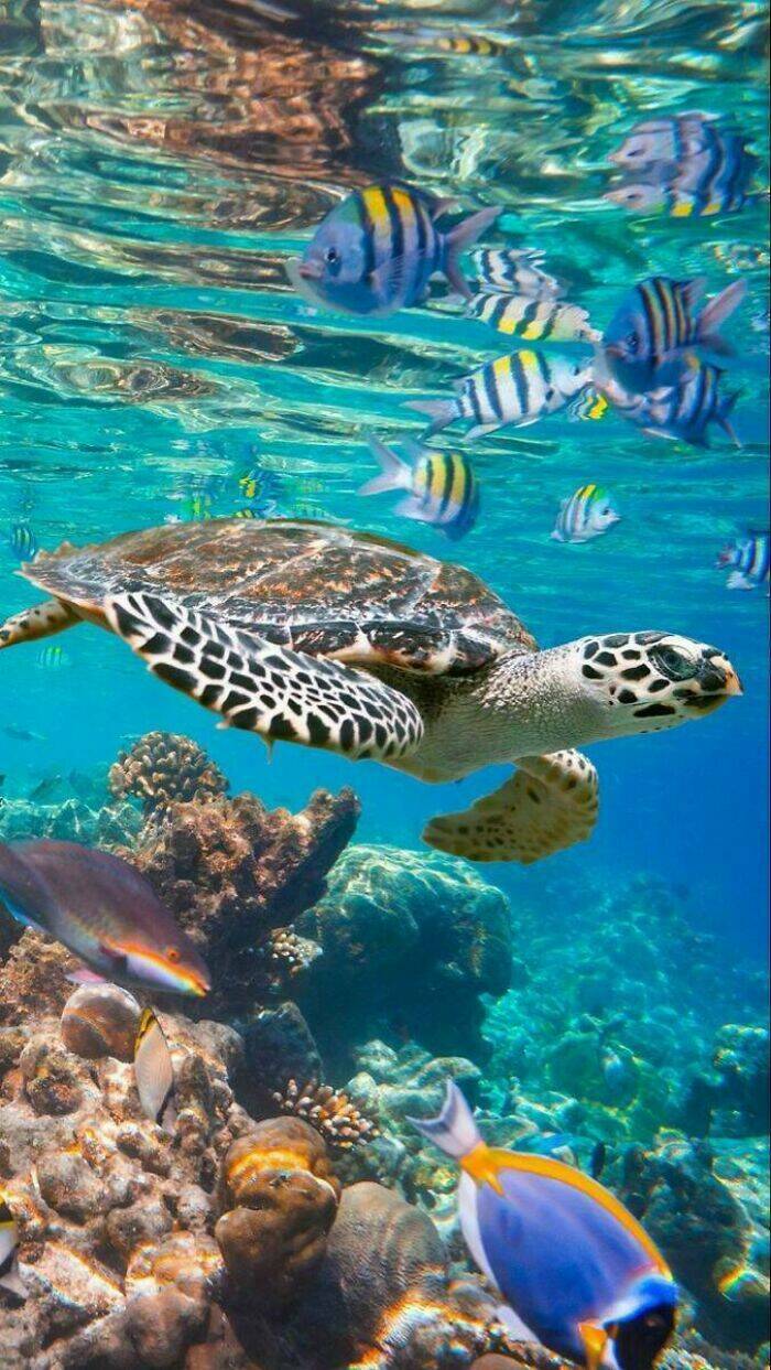 stunning_ocean_photos_that_reveal_its_deepest_mysteries_640_high_19.jpg