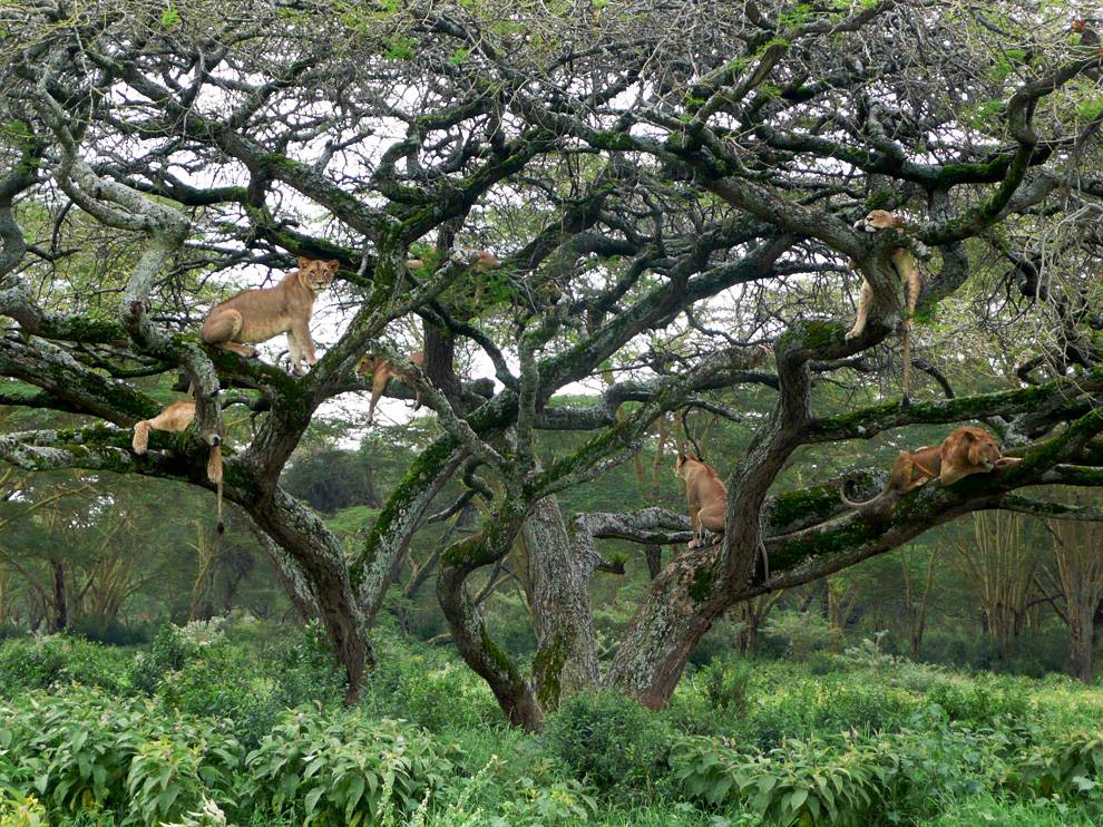  Lions lounging in an acacia tree.jpeg