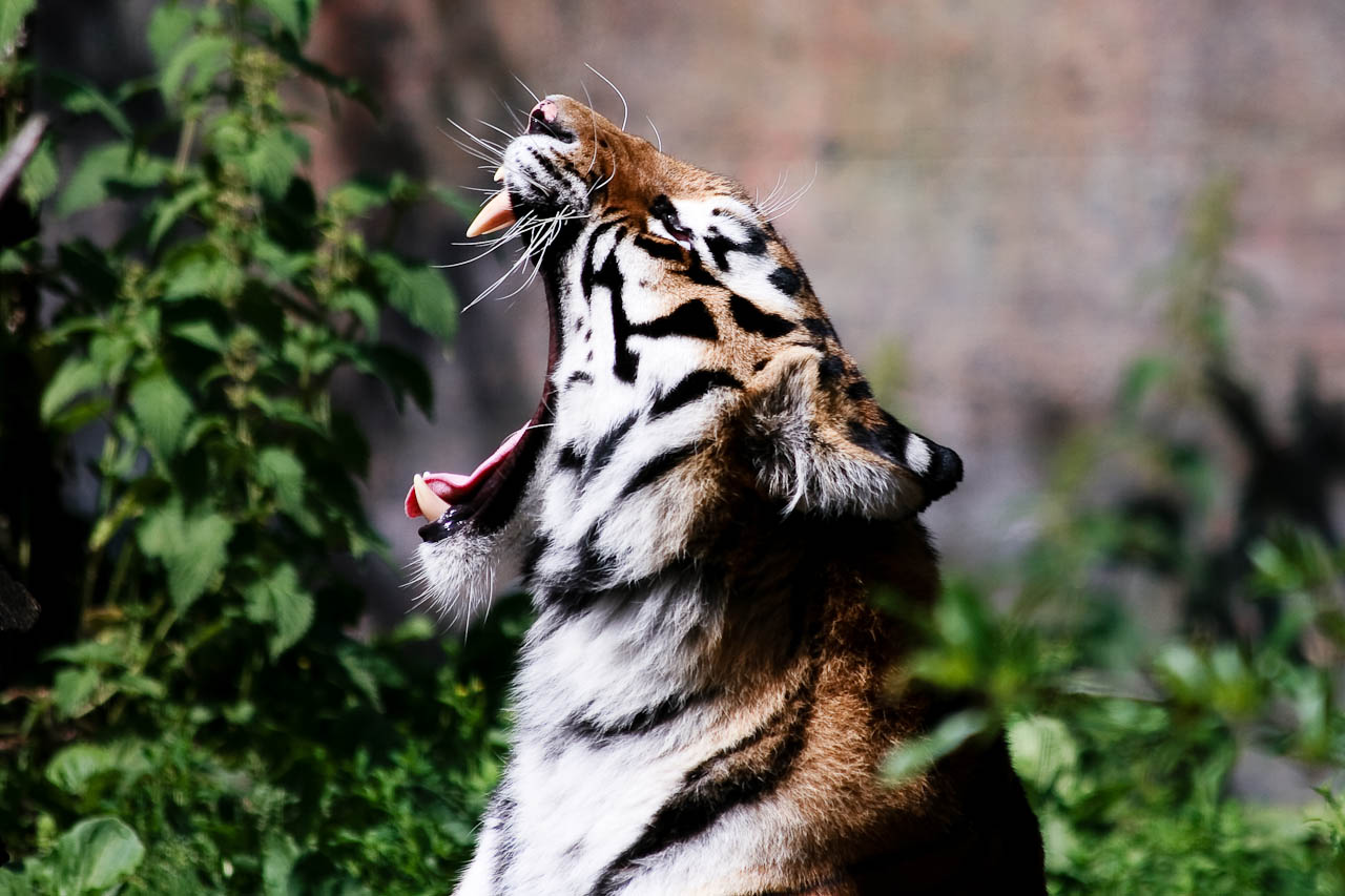 9-roaring-tiger-98.jpg