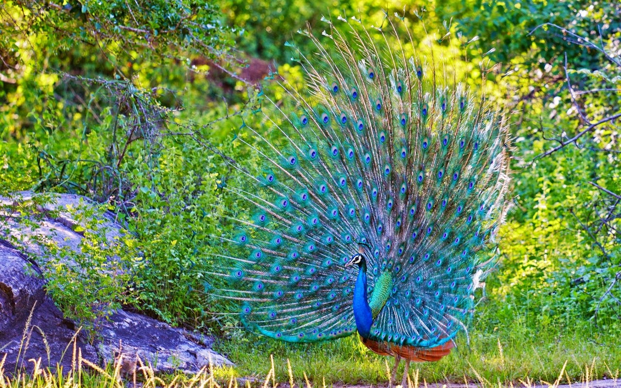 beautiful-turquoise-peacock-wide-wallpaper-339910.jpg