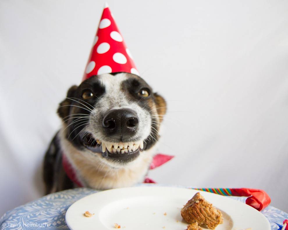 dog-birthday-cake2.jpg