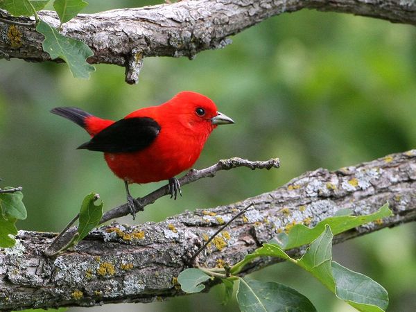 red-tanager_12759_600x450.jpg