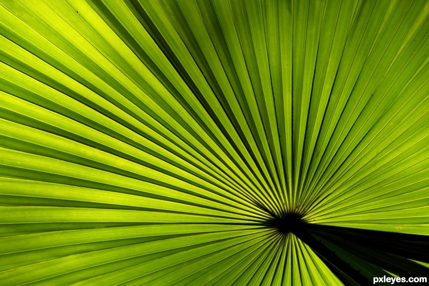Palm-leaf-4ead722e0a55f_medres.jpg