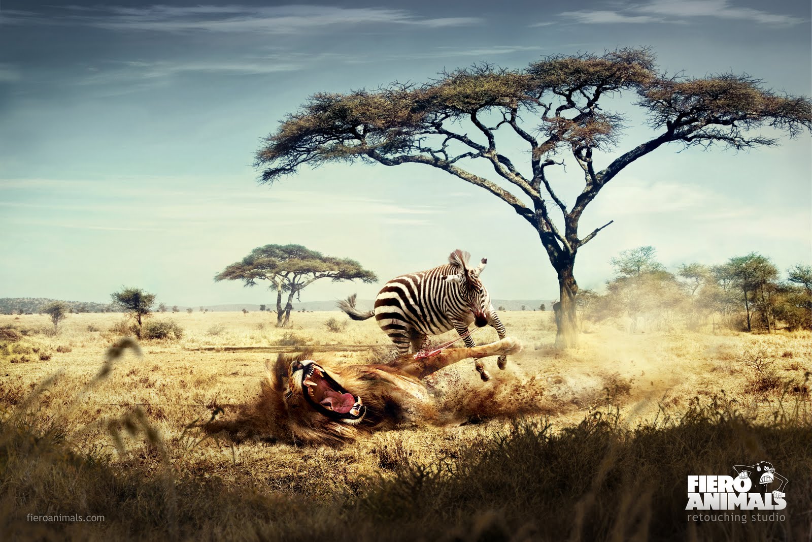 Lion-Zebra-o.jpg