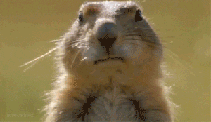 cfucru.gif