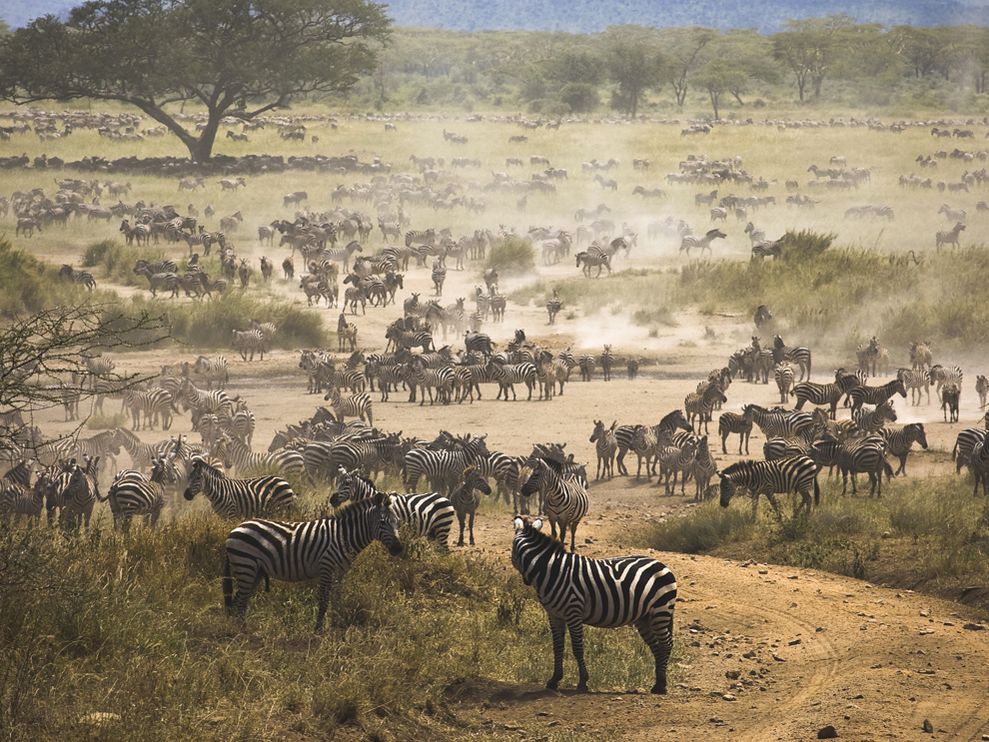 zebra-migration-tanzania_3647_990x742.jpg