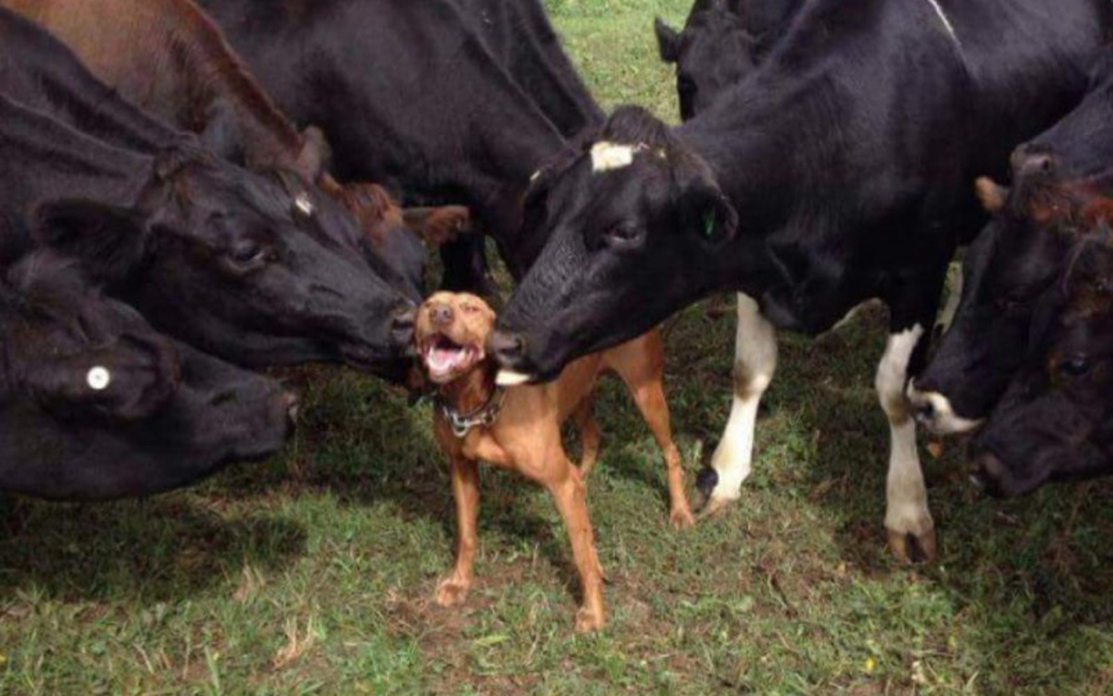 cows-kissing-dog-802x8001.jpg