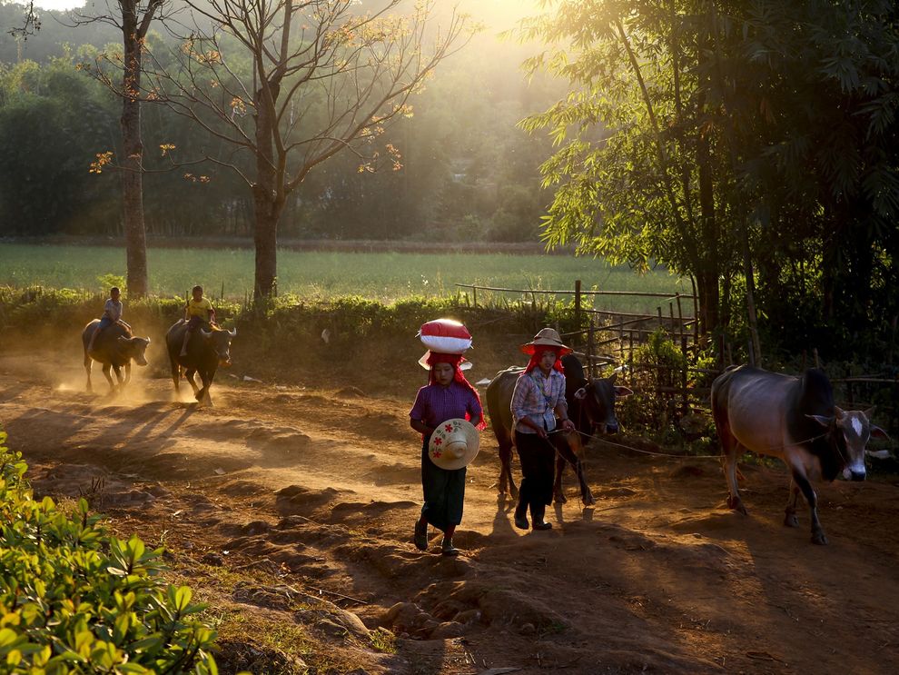myanmar-people-morning-cattle_88363_990x742.jpg