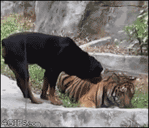 Dog-steals-from-tiger.gif