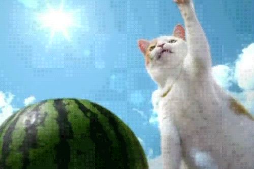 Cat-shows-you-the-ultimate-karate-chop.gif