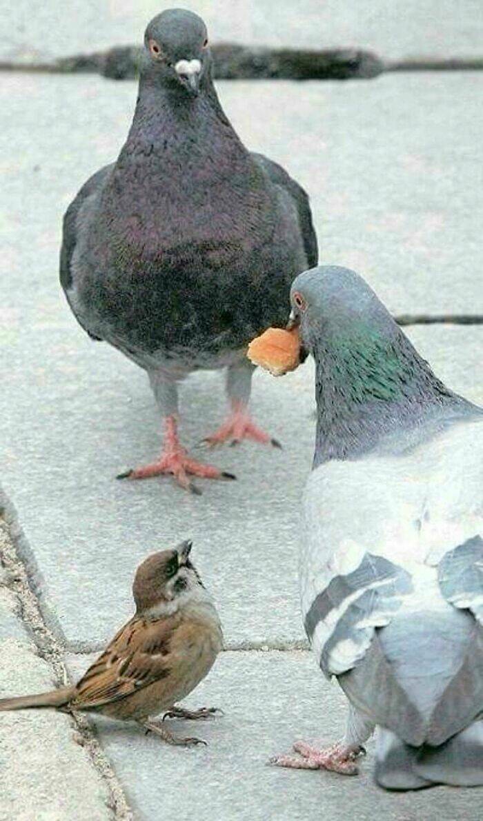 hilarious_pics_of_birds_causing_chaos_640_high_45.jpg