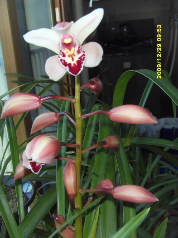 091229_orchid1.jpg