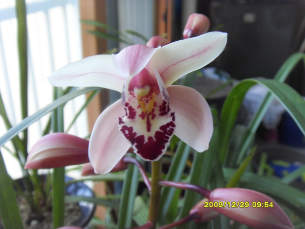 091229_orchid2.jpg