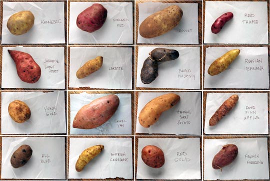 2008_09_25-potato-varieties.jpg