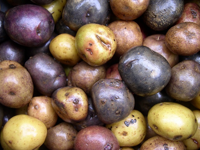 Peruvian-Potatoes1.jpg