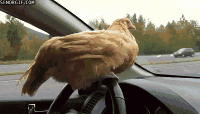 imageschicken-driving-a-car.gif