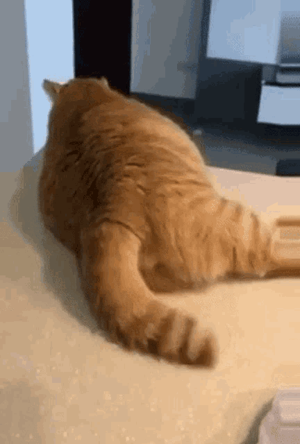 tenorgu.gif