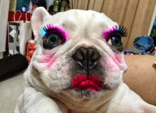 Funny-Animals-With-Makeup_.jpg