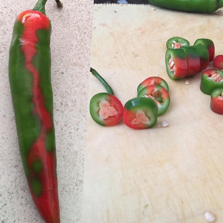 this-pepper-was-ripening-in-a-cool-looking-pattern-of-v0-czkh8jayv8xa1.jpg