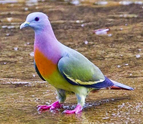 The Pink-necked Green Pigeon.jpg