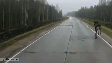 1369674149_moose_slips_and_falls_while_crossing_road.gif