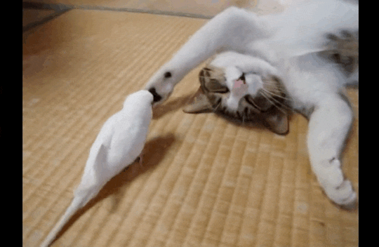 cat_playing_with_budgie_gif_1084150369.gif